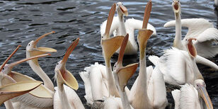 Een groep witte pelikanen zwemt met de snavels wijd open, klaar om tijdens het voederpraatje de vis op te vangen.