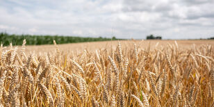 Een uitgestrekt graanveld.