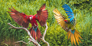 Twee vliegende bont gekleurde ara