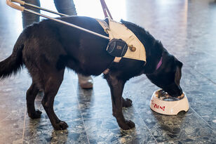 zwarte blindengeleidehond drinkt uit een Komt het Zien waterbak