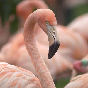 flamingo