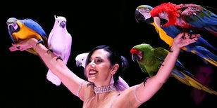 zes kleurrijke ara papegaaien zitten op de wijd uitgestrekte armen van een charmante circusartieste