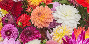 Dahliabloemen in veel verschillende kleuren