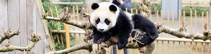kleine reuzenpanda Fan Xing ligt op een boomtak